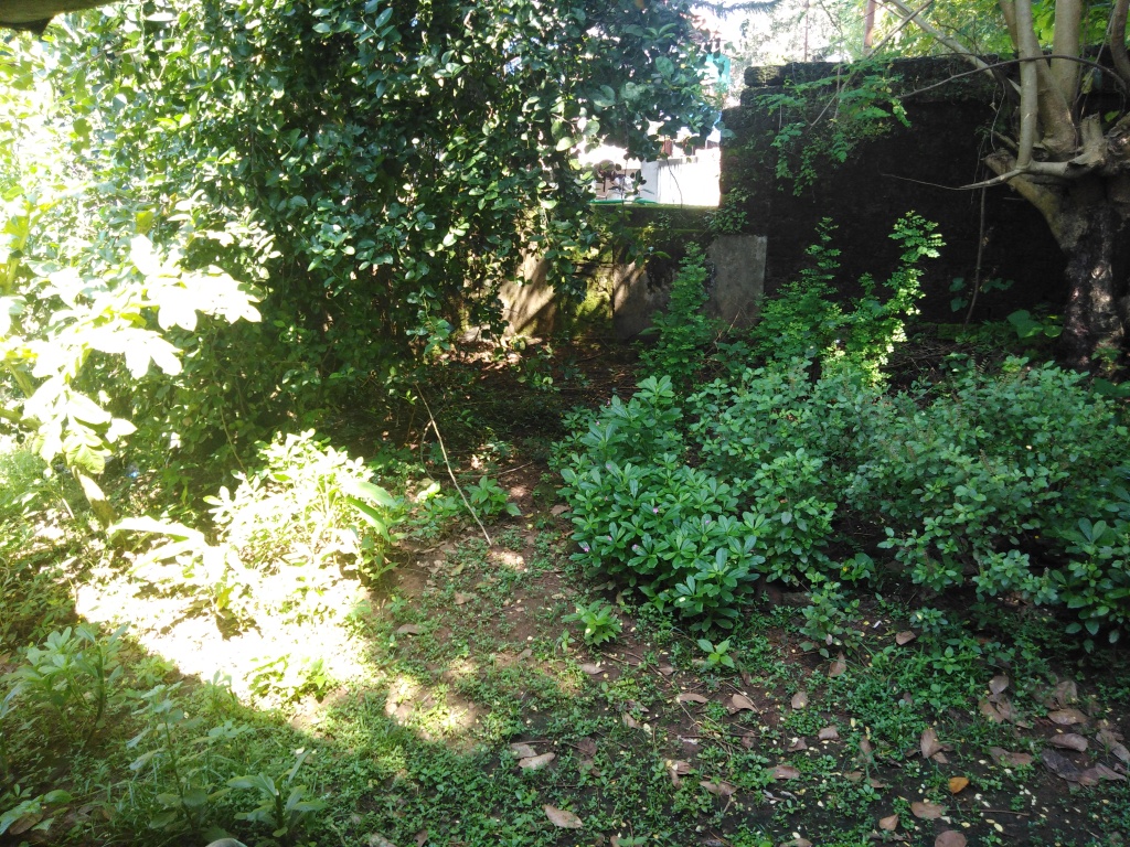 The kitchen backyard with sambar cheera, neighbour's lemon tree, drumstick tree, suran, and miscellaneous plants