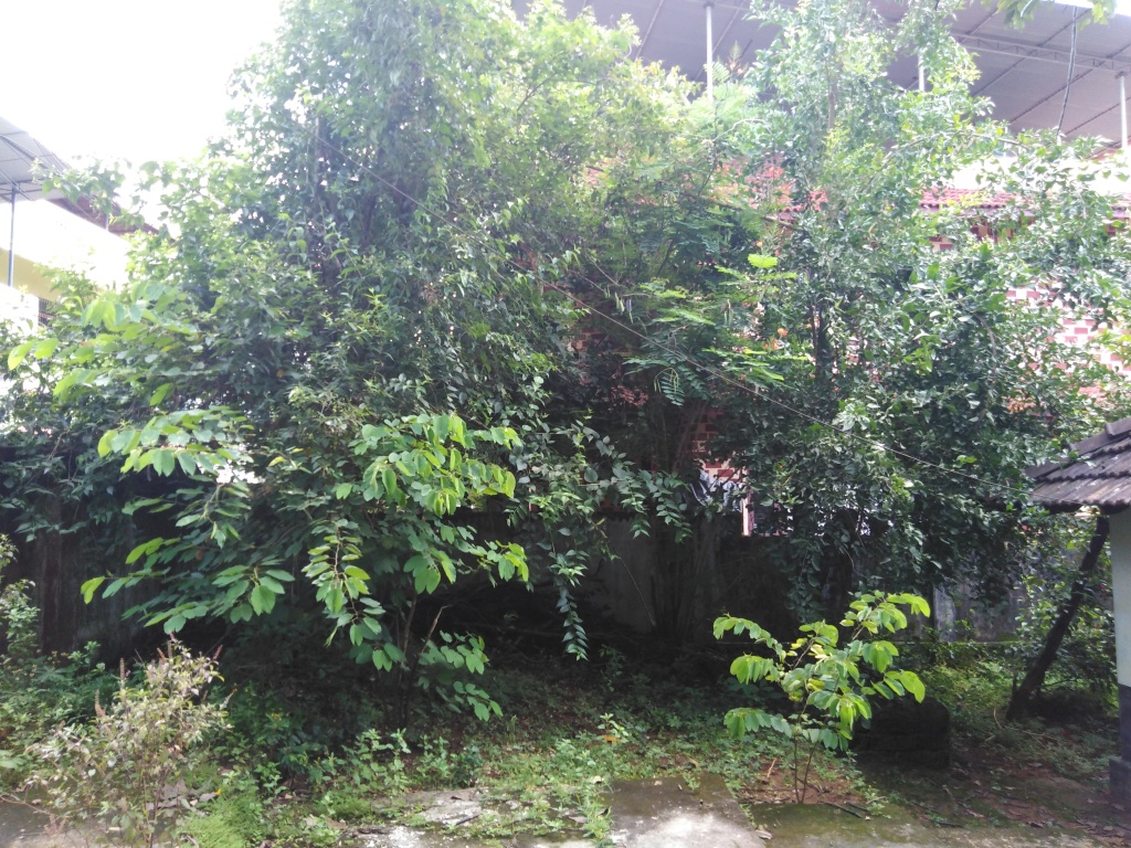 The left side of the house with a coral jasmine tree, wood apple tree, red wax apple tree, and other plants