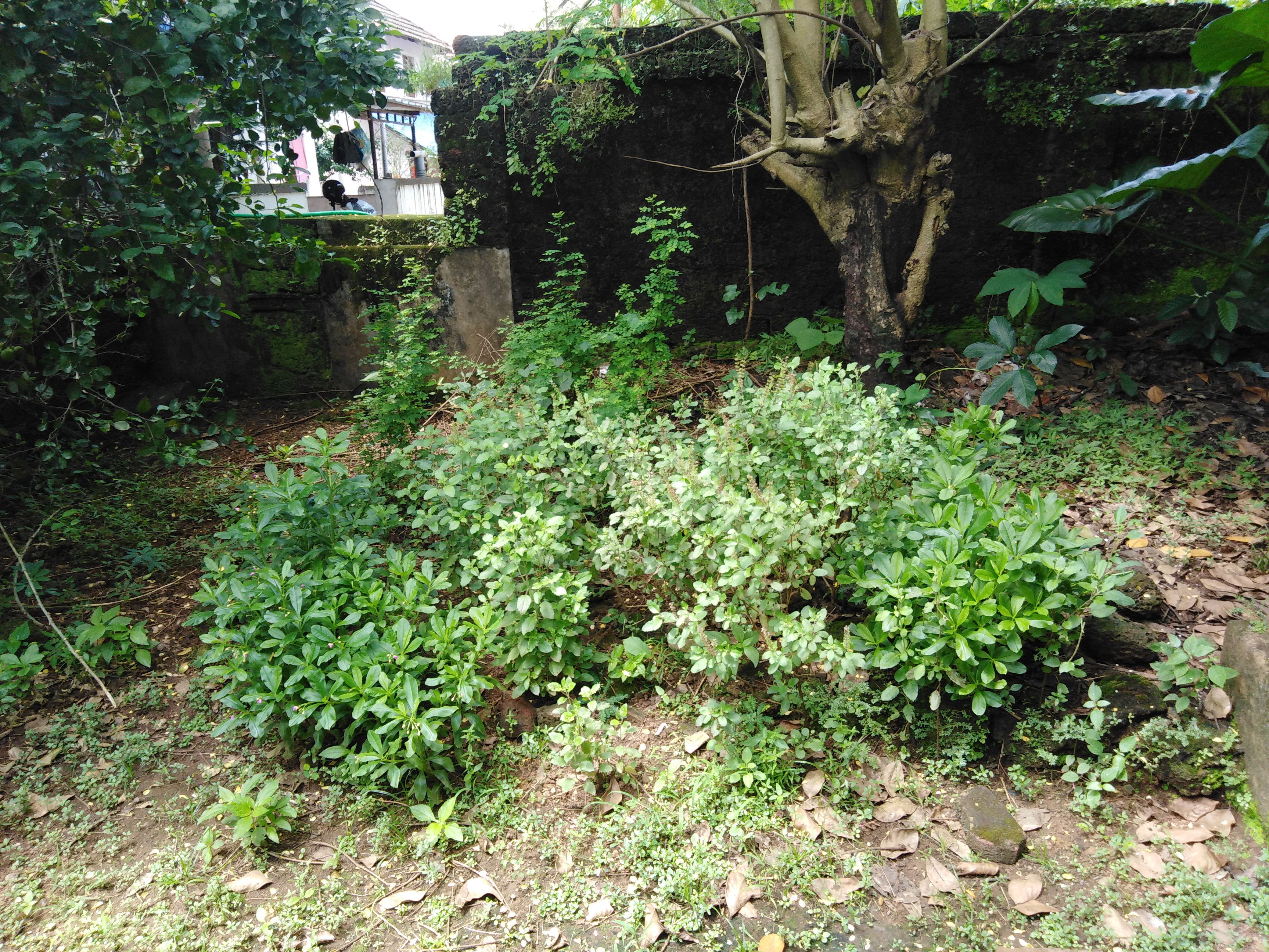 The yard behind the kitchen. Ceylon Spinach, a drumstick tree, a suran plant, and the neighbour's lemon tree can be seen