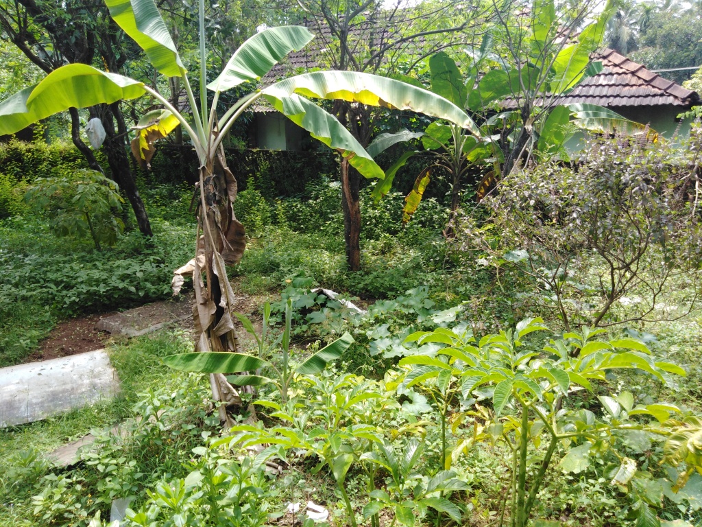 The backyard with banana plants, suran plant. curry leaf trees and other plants